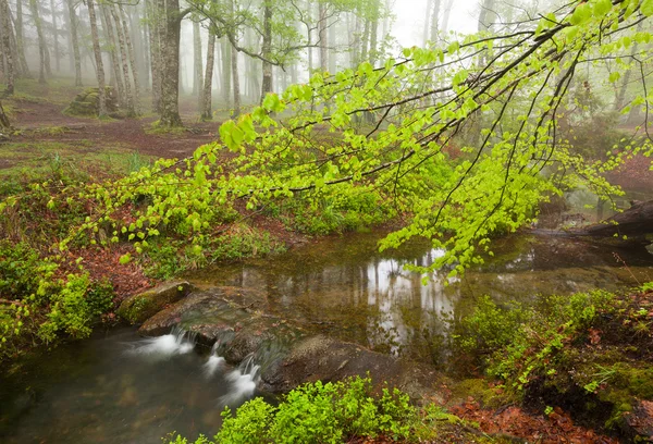 在春季期间由森林流动的美丽河 — 图库照片