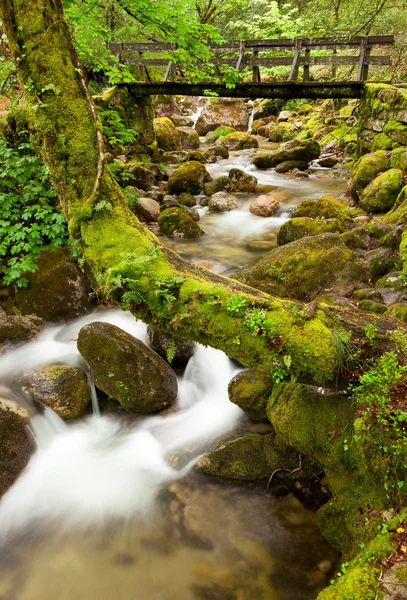 Beautiful river flowing by the forest during the Spring season a — Stock Photo, Image