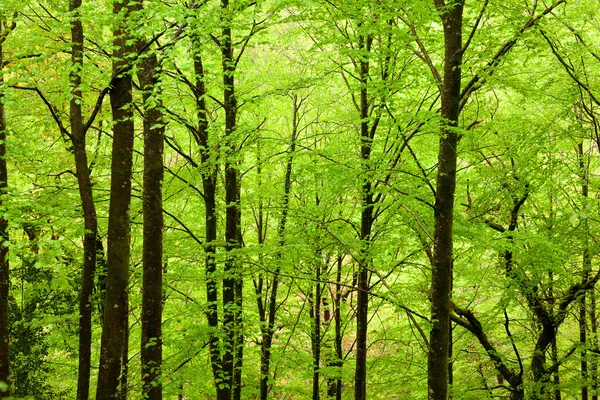 Hermoso fondo del bosque con troncos altos y follaje verde a — Foto de Stock