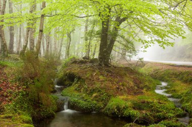 güzel küçük nehir orman tarafından bahar se sırasında akan