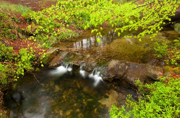 Schöner kleiner Fluss, der im Frühling durch den Wald fließt. — Stockfoto