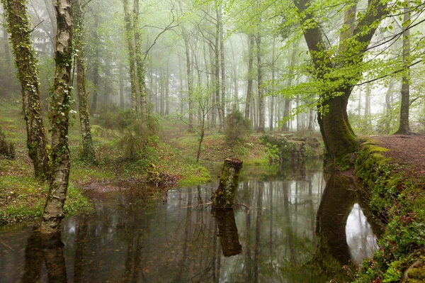 在春季 se 期间由森林流动的美丽小河 — 图库照片