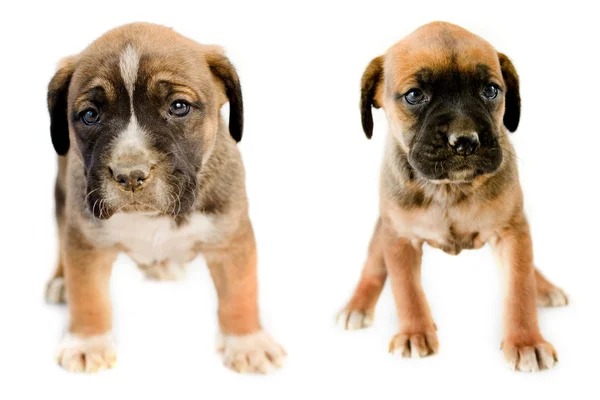 Two adorable puppy Boxer sitting in front of white background — Stock Photo, Image