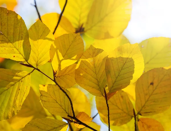 Autumn leaves background — Stock Photo, Image