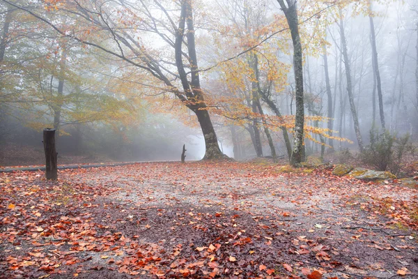 Autumn landscape with road and beautiful colored trees — Stock Photo, Image