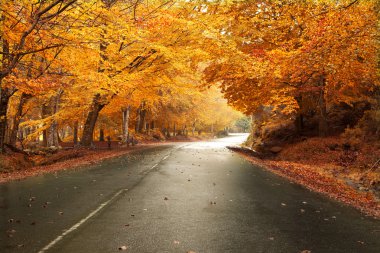 yol ve güzel renkli ağaçlar sonbahar manzarası