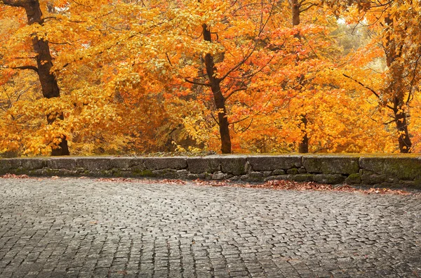 Herfst landschap met oude weg en prachtige gekleurde bomen — Stockfoto