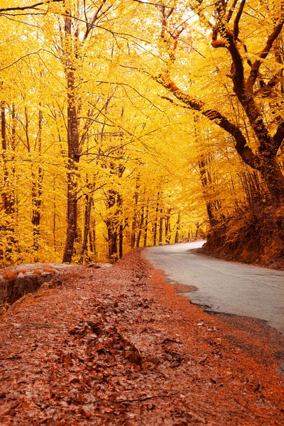 Beau paysage d'automne avec route et beaux arbres colorés — Photo