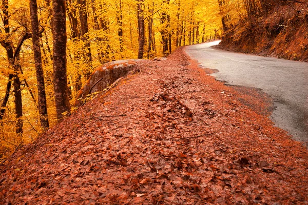 Piękna jesień krajobraz z drogi i pięknych kolorowych drzew — Zdjęcie stockowe