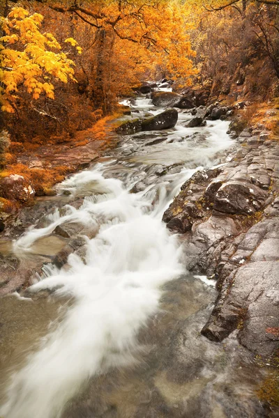 Höstlandskap med river och vackra färgade träd — Stockfoto