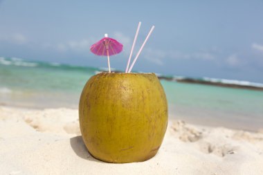 saman kuma içme ile Hindistan cevizi