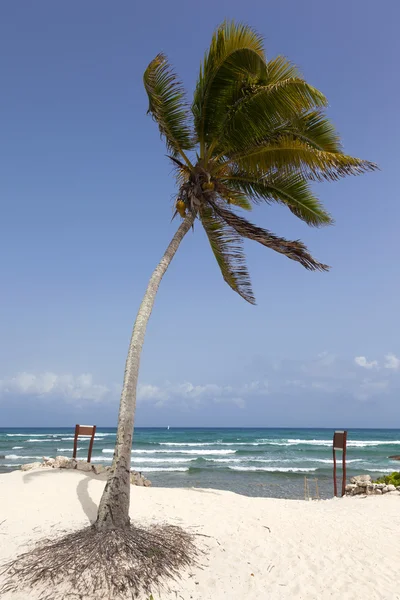 Идиллический пляж с кокосовым деревом — стоковое фото