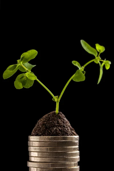 Moedas de ouro e planta - conceito de crescimento monetário. Fundo escuro — Fotografia de Stock