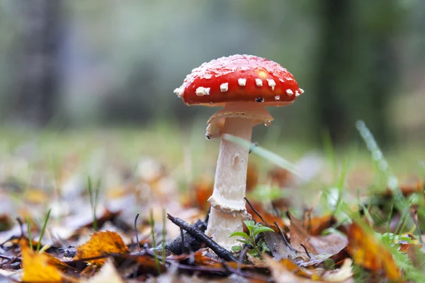 Imagen de un hongo venenoso Amanita en días de lluvia — Foto de Stock