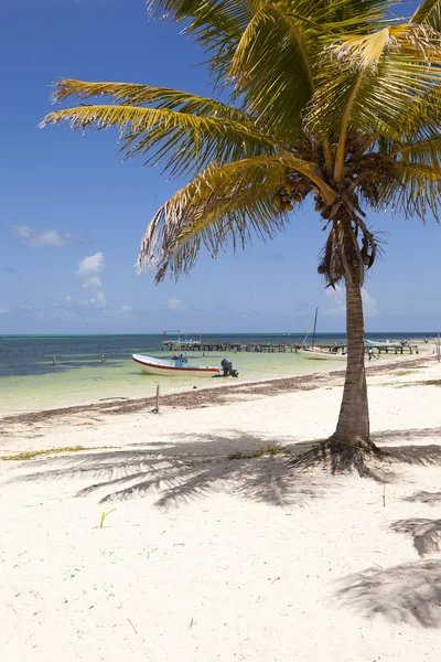 Идиллический пляж с кокосовым деревом в Мексике — стоковое фото