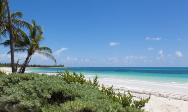 Meksika, Hindistan cevizi ağaçları ile pastoral plaj