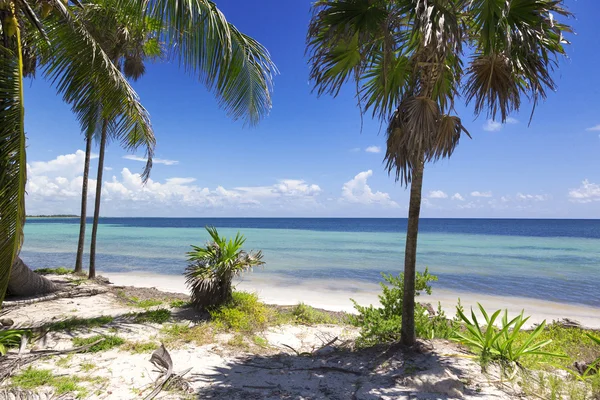 Айдиллический пляж с кокосовыми пальмами в Мексике — стоковое фото