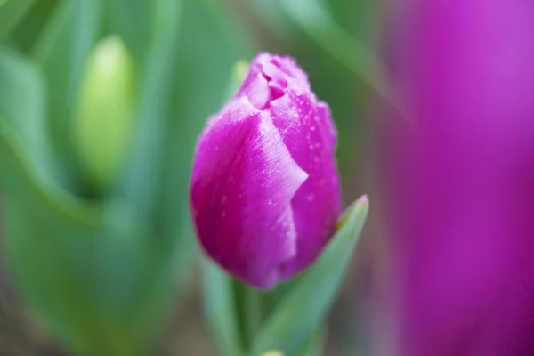 Pink tulips in the garden — Stock Photo, Image