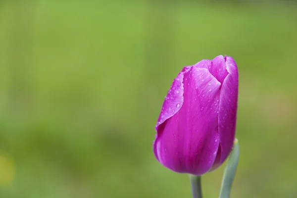 Pink tulip in the garden — Stock Photo, Image