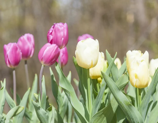 Beautiful tulips at the garden in a sunny day — Stock Photo, Image