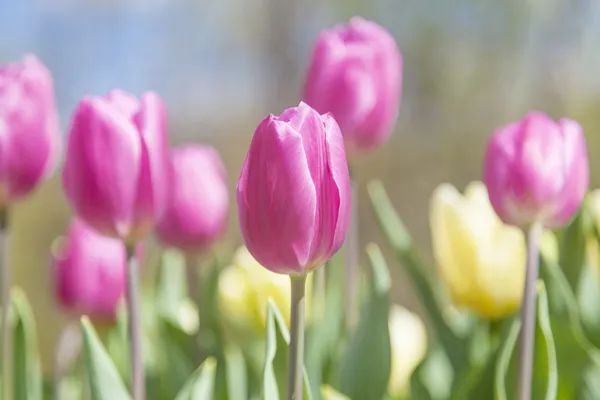 Beautiful tulips at the garden in a sunny day — Stock Photo, Image
