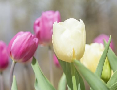 güneşli bir günde Garden güzel laleler