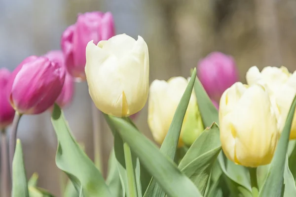 Beautiful tulips at the garden in a sunny day — Stock Photo, Image