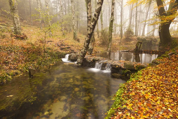 Autumn landscape at the forest — Stock Photo, Image