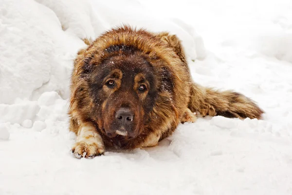 Kaukasisk herdehund — Stockfoto