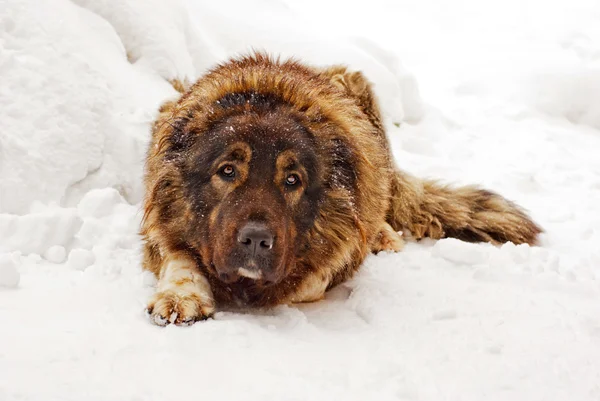 Kafkas Çoban Köpeği
