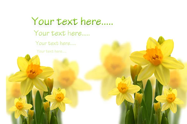 Kartu dengan daffodils dan ruang untuk teks — Stok Foto