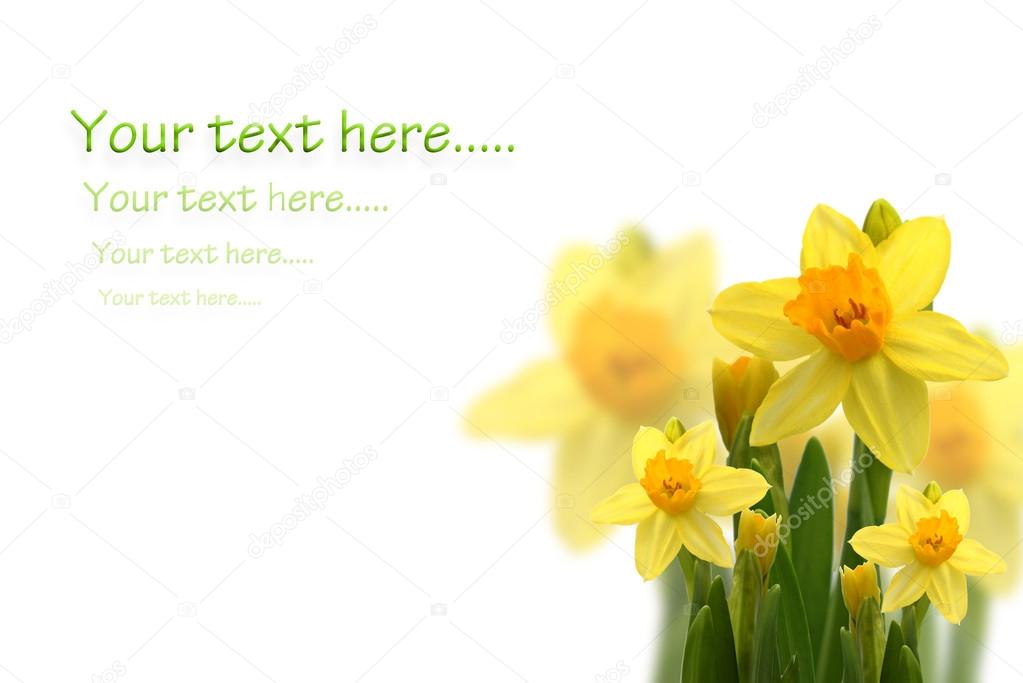 Card with daffodils and space for text