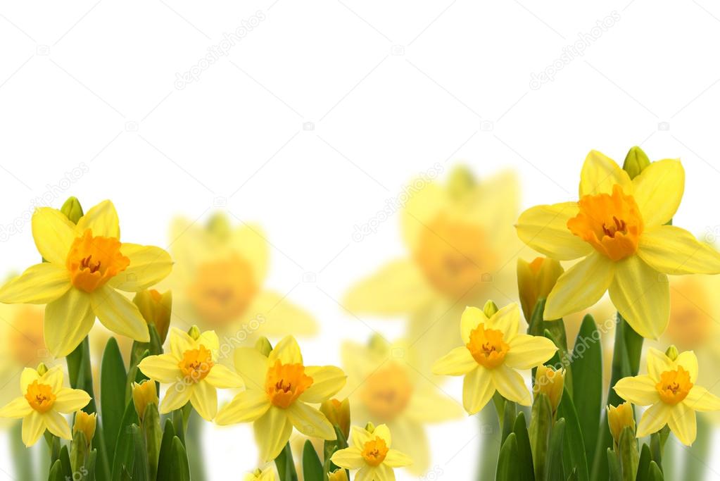 Card with daffodils and space for text