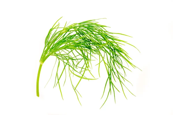 Dill isolado no fundo branco — Fotografia de Stock