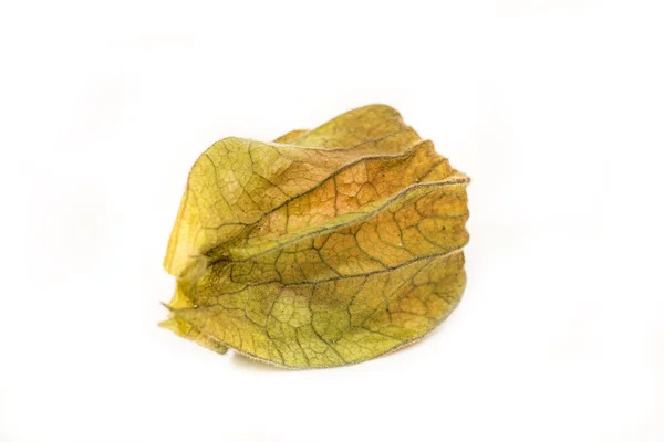 Physalis frukt — Stockfoto