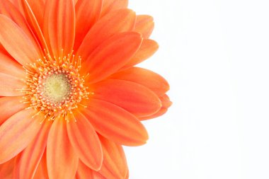 Gerber çiçek. Turuncu gerbera çiçek yakın fotoğraf kadar