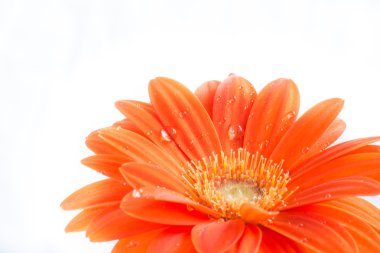 Gerber çiçek. Turuncu gerbera çiçek yakın fotoğraf kadar