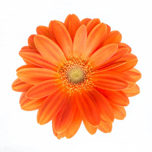 Flor Gerber. Flor de gerberas naranja de cerca foto —  Fotos de Stock