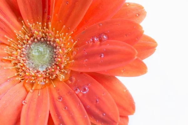 Gerber çiçek. Turuncu gerbera çiçek yakın fotoğraf kadar — Stok fotoğraf