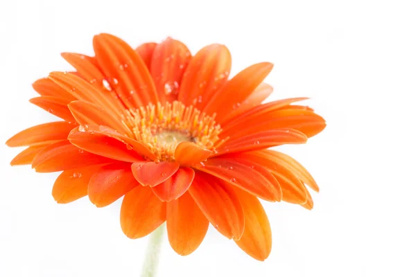 Gerber çiçek. Turuncu gerbera çiçek yakın fotoğraf kadar — Stok fotoğraf