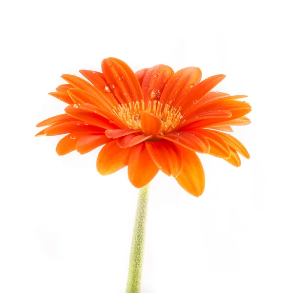 Gerber flower. Orange gerbera flower close up photo — Stock Photo, Image