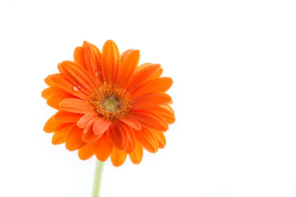 Flor de gerber. Laranja gerbera flor close up foto — Fotografia de Stock