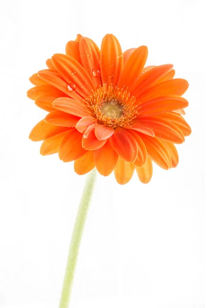 Квітка Гербера. Помаранчева квітка гербери крупним планом фото — стокове фото