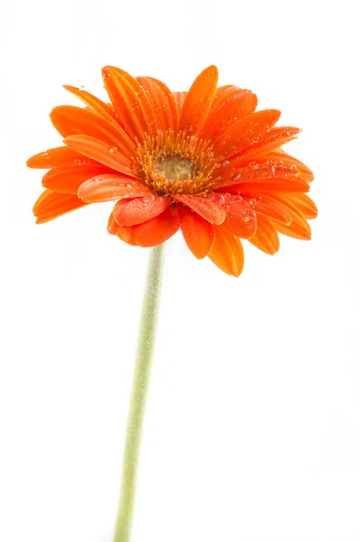 Fiore di gerbero. Gerbera arancione fiore foto da vicino — Foto Stock