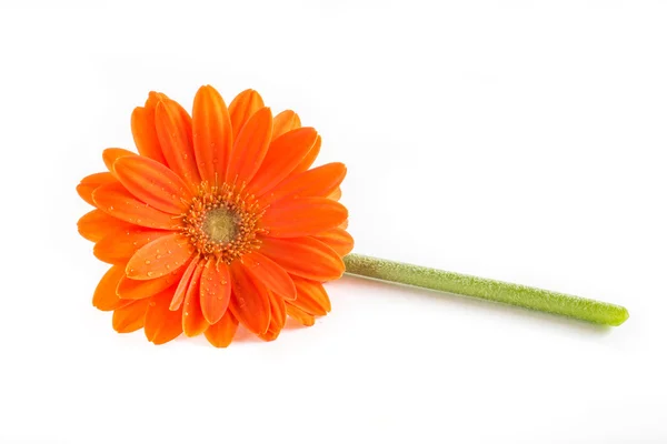 Gerber kwiat. kwiat pomarańczowy gerbera, Zamknij się zdjęcie — Zdjęcie stockowe
