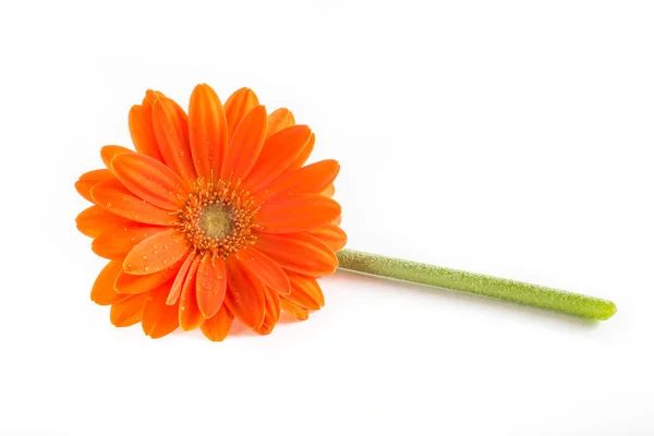 Gerber çiçek. Turuncu gerbera çiçek yakın fotoğraf kadar — Stok fotoğraf