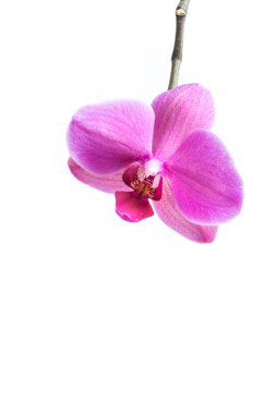 Orkide çiçek