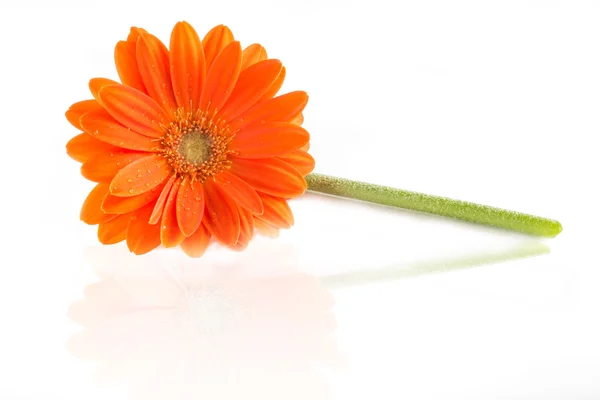 Gerber çiçek. Turuncu gerbera çiçek yakın fotoğraf kadar — Stok fotoğraf