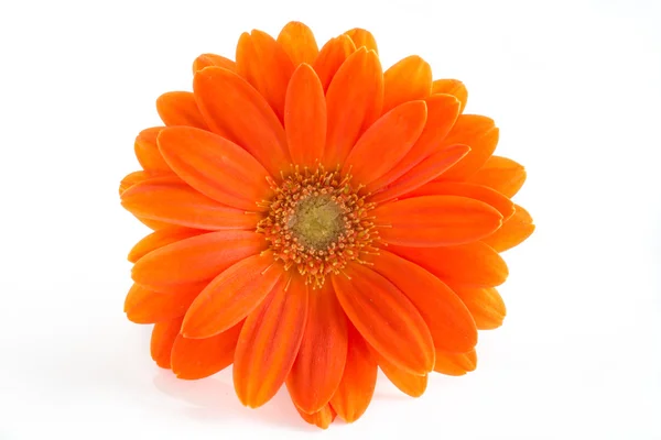 Gerber flower. Orange gerbera flower close up photo — Stock Photo, Image