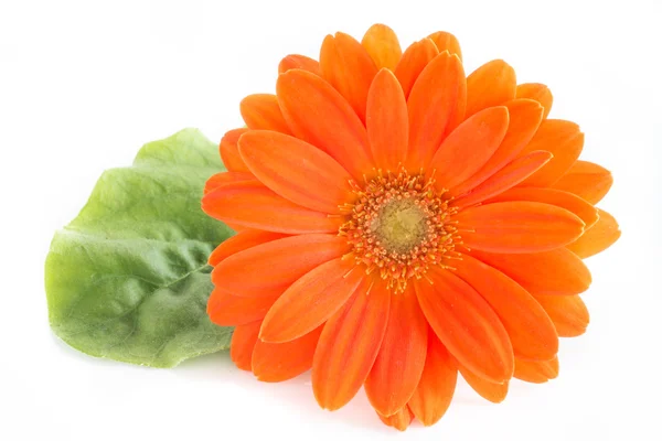 Gerber flower. Orange gerbera flower close up photo — Stock Photo, Image